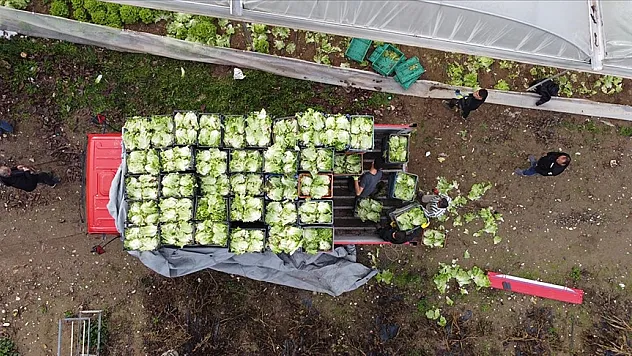 MARUL HASADI BAŞLADI
