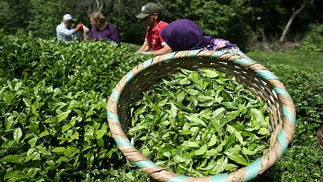 Rize'nin çay ihracatında dev tutar!