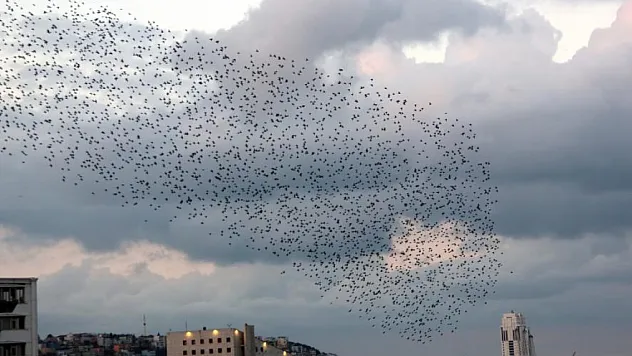 Gökyüzünde sığırcık şöleni