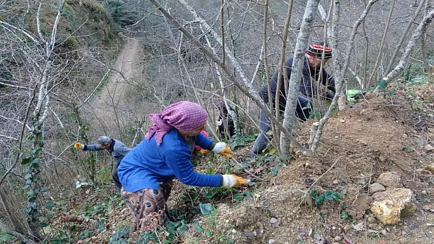 Fındık üreticilerinin kışlık bakım mesaisi başladı