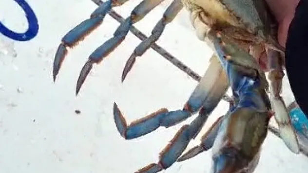 Korkulu rüya ağlarda