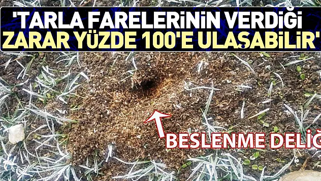 'Tarla farelerinin verdiği zarar yüzde 100'e ulaşabilir'