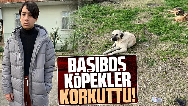 Başıboş köpekler, korkuttu!