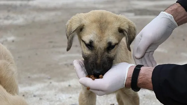 2023'te sokak hayvanları sıcak yuvalarına kavuştu