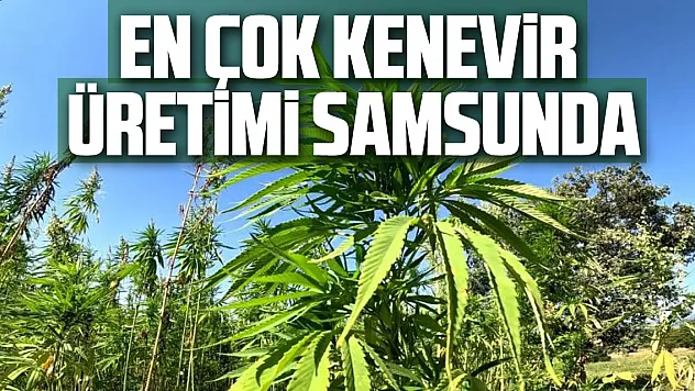 En Çok Kenevir Üretimi Samsunda