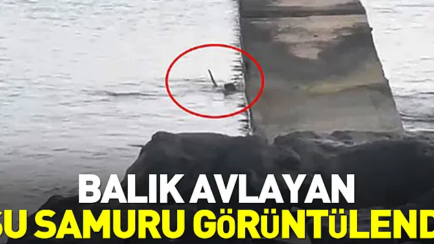Balık avlayan su samuru görüntülendi