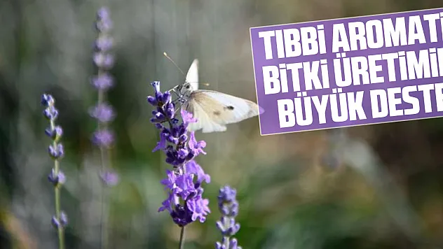 Tıbbi aromatik bitki üretimine büyük destek