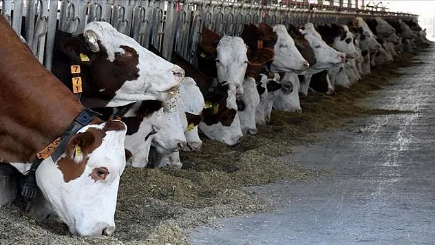 Deprem bölgesindeki yetiştiricilere hayvan dağıtımı tamamlandı