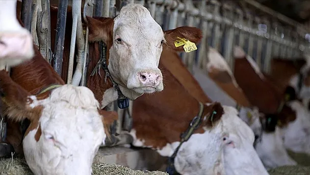 USK, çiğ süt fiyatı belirledi!