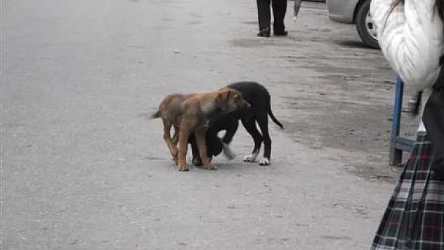 Başıboş Köpekler Tehlike Saçıyor!