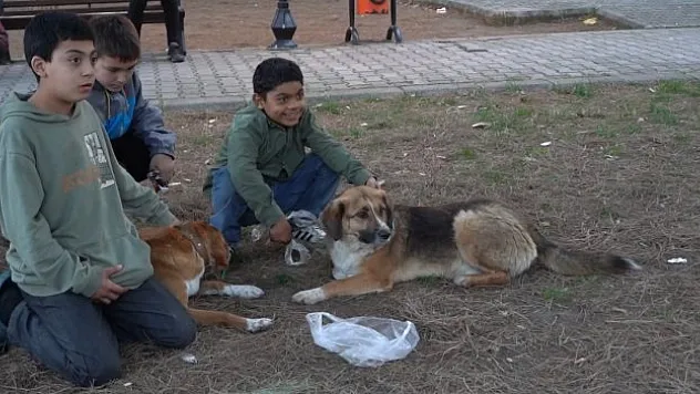 Sokak hayvanları için yoğun mesai