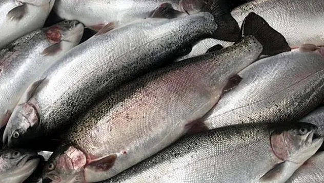 Su ürünleri ihracatı yüzde 58 arttı