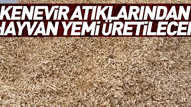 Kenevir atıklarından hayvan yemi üretilecek