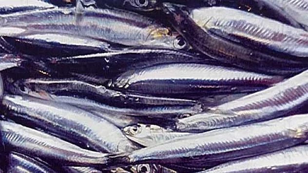 Hamsi Türk Sularını Terk Etti