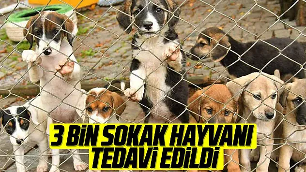 3 BİN SOKAKA HAYVANI TEDAVİ EDİLDİ