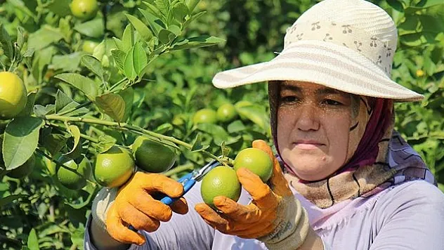 Limon ve portakal 2023'te üreticisini 'sevindirdi', zeytin ve Antep fıstığı 'üzdü'