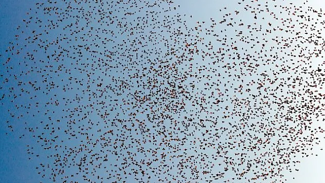 Sığırcıklar gökyüzünü güzelleştirdi