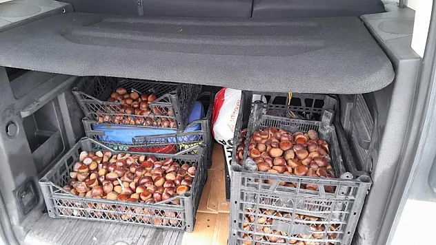 ÇİN KESTANESİ ELE GEÇİRİLDİ