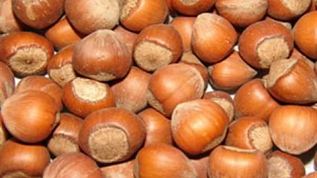 Fındık tavan yaptı