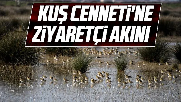 Kuş Cenneti'ne Ziyaretçi Akını