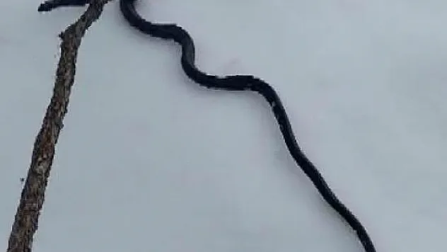 DEPREM HABERCİSİ Mİ?