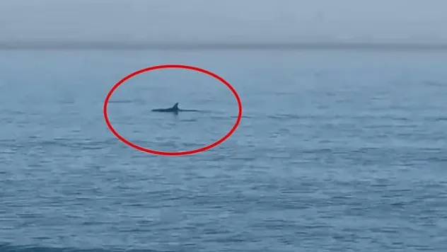 Yunuslar Gözden Kaçmadı