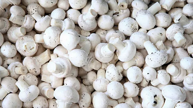 YILDA 60 TON MANTAR ÜRETİYOR