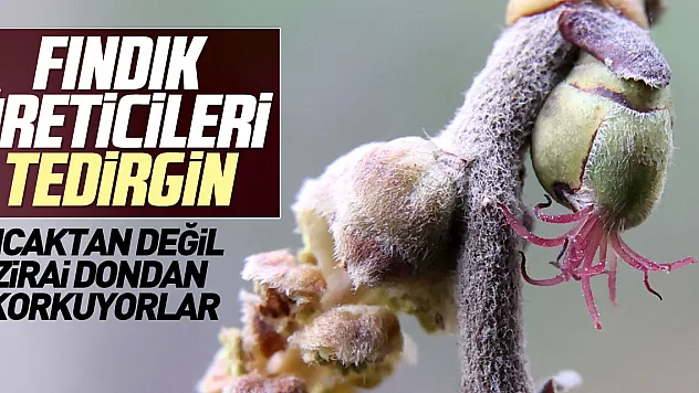 FINDIK ÜRETİCİLERİ TEDİRGİN