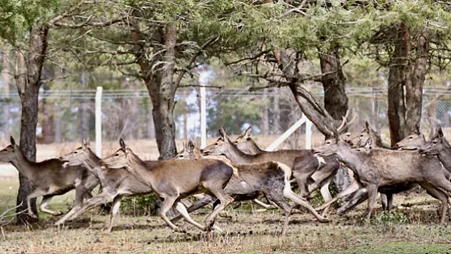Kızıl Geyikler Doğaya Salınıyor