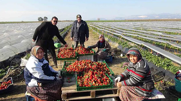 çilek hasadı sürüyor