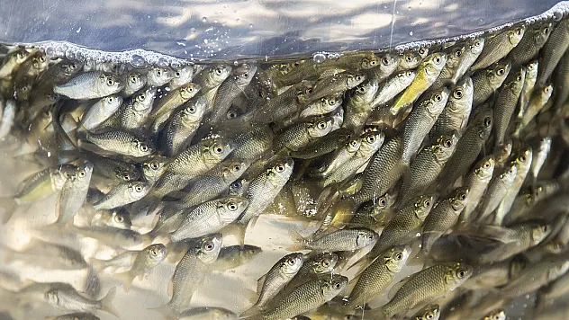 HEDEF 5 MİLYON YAVRU SAZAN ÜRETİMİ