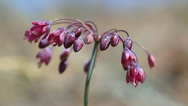Bitki çeşitliliği zenginleşiyor
