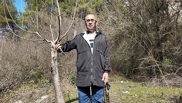 AŞILADIĞI YABANİ AĞAÇLAR MEVYE VERİYOR