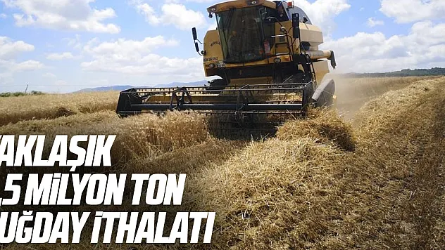 Yaklaşık 2,5 milyon ton buğday ithalatı