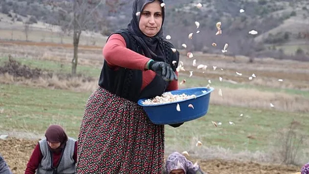 Taşköprü sarımsağı toprakla erken buluşturuldu