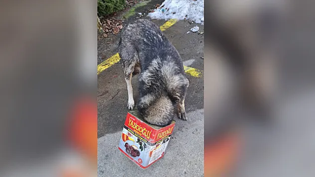 TENEKEYE SIKIŞAN KÖPEĞİ İTFAİYE KURTARDI