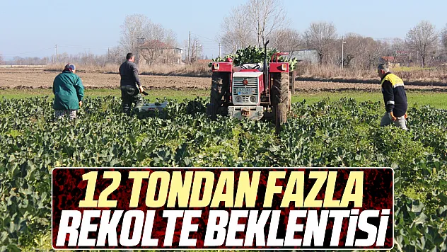 12 tondan fazla rekolte beklentisi