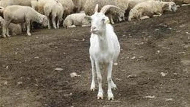 Hayvancılık Desteklemeleri