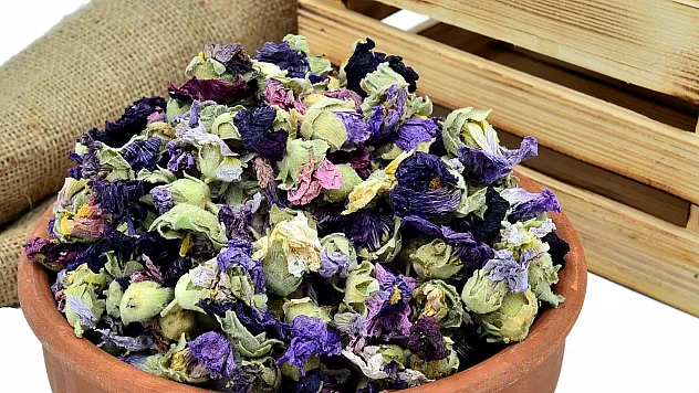 Derde Deva Hatmi Çiçeği