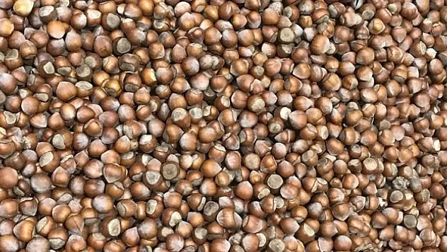 280 bin tonun üzerinde fındık satıldı