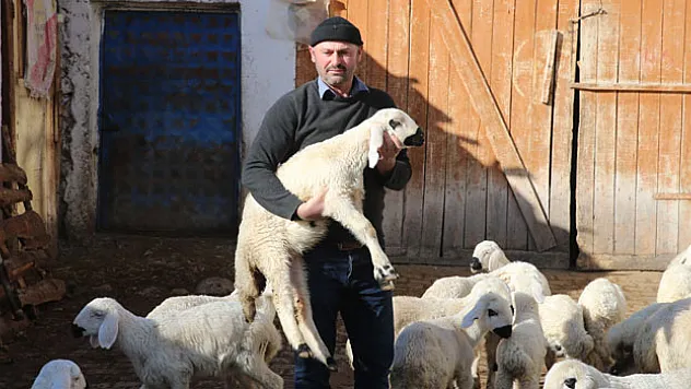 HEDİYE KOYUNLA HAYVANCILIĞA BAŞLADI