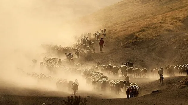 Hayvancılık destekleme ödemeleri cuma günü başlıyor