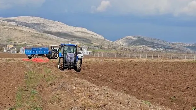 Mutfakların Vazgeçilmesi Patatesi ekiliyor