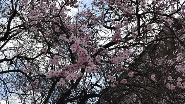 Dicle'de bahar kendini gösterdi