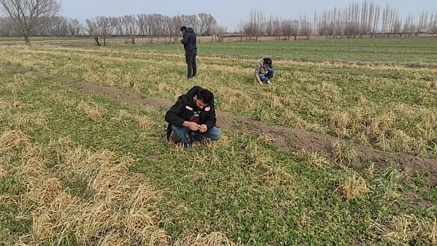 Yonca hortumlu böceği ile mücadele