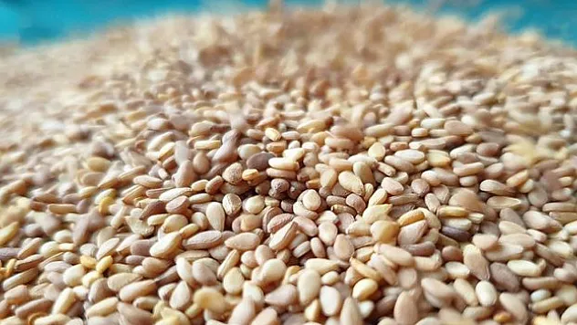 Türkiye'nin susam ihracatı 2024'e iyi başladı