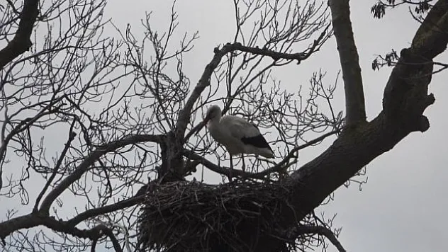 Afrika'dan Kızılırmak'a Yolculuk