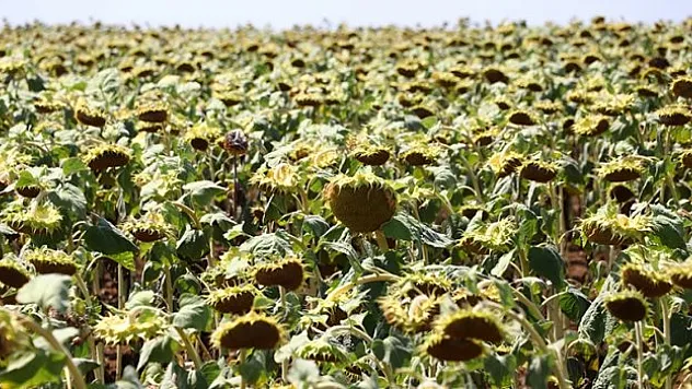 İklim değişikliği Trakya'da en çok ayçiçeğini etkileyecek