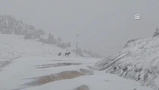 ARAZİDEKİ KURTLAR KAMERAYA  YANSIDI