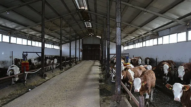 10 YIL ARADAN SONRA HAYVANCILIK İŞİNE GİRDİ